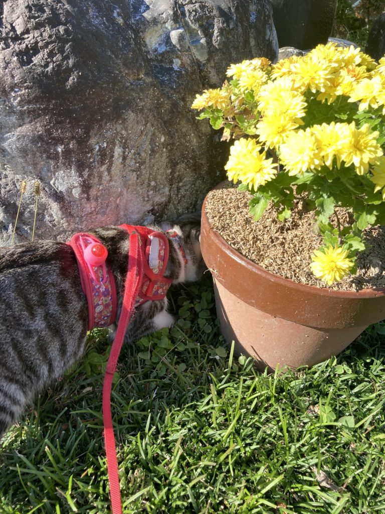 猫のお醤油サバちゃんのお腹にサナダ虫がっ お醤油サバちゃん