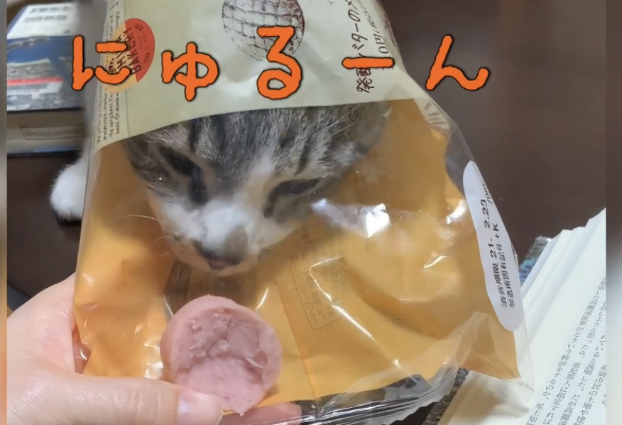 ソーセージをどうしても食べたかった猫のお醤油サバちゃんの動画です 